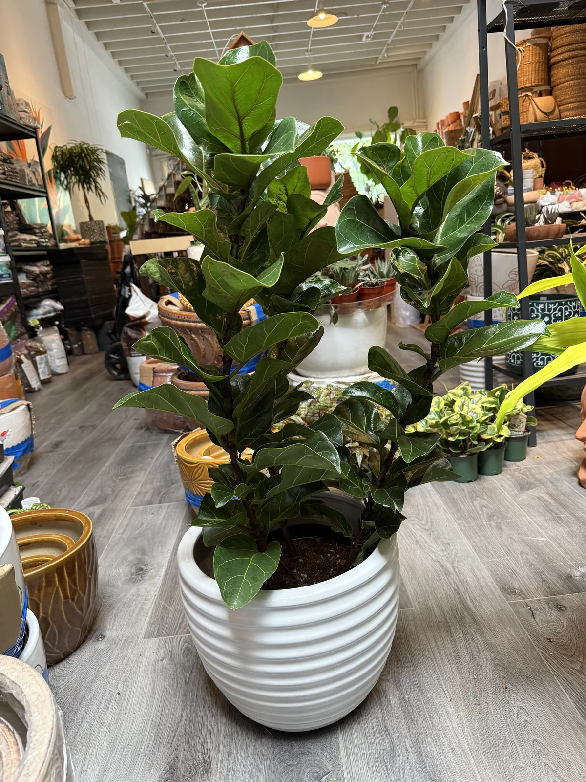 A money tree in a glazed pot at the counter where we answer when to repot houseplants
