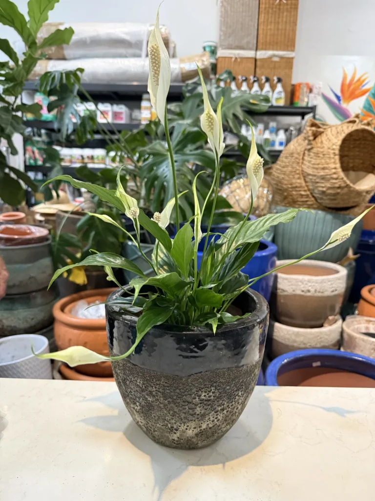 A peace lily in a dark ceramic pot at DH Garden Centre, where we prepare houseplants for winter every September