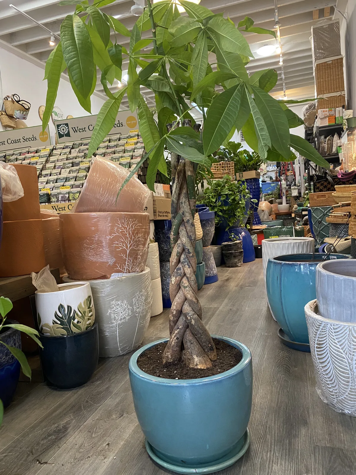A potted plant moved to a brighter spot on the shop floor