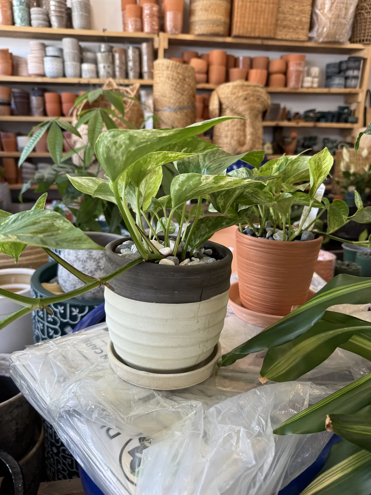 A trailing plant in a patterned pot on a shelf beside a window