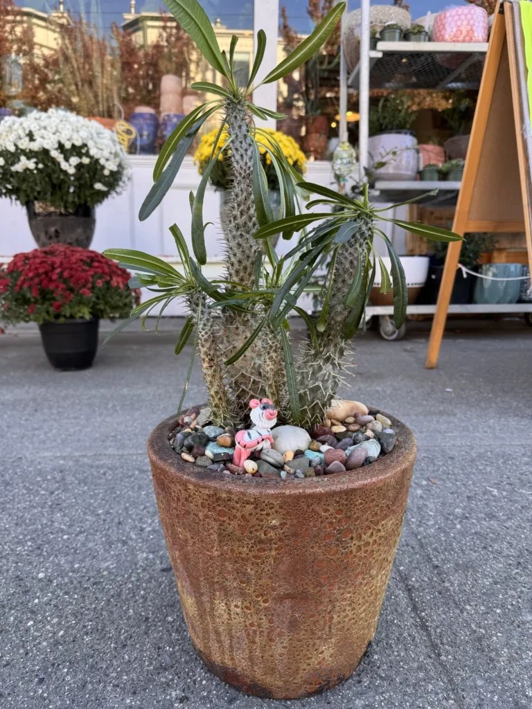 Large terracotta pots on outdoor display at DH Garden Centre in Kitsilano