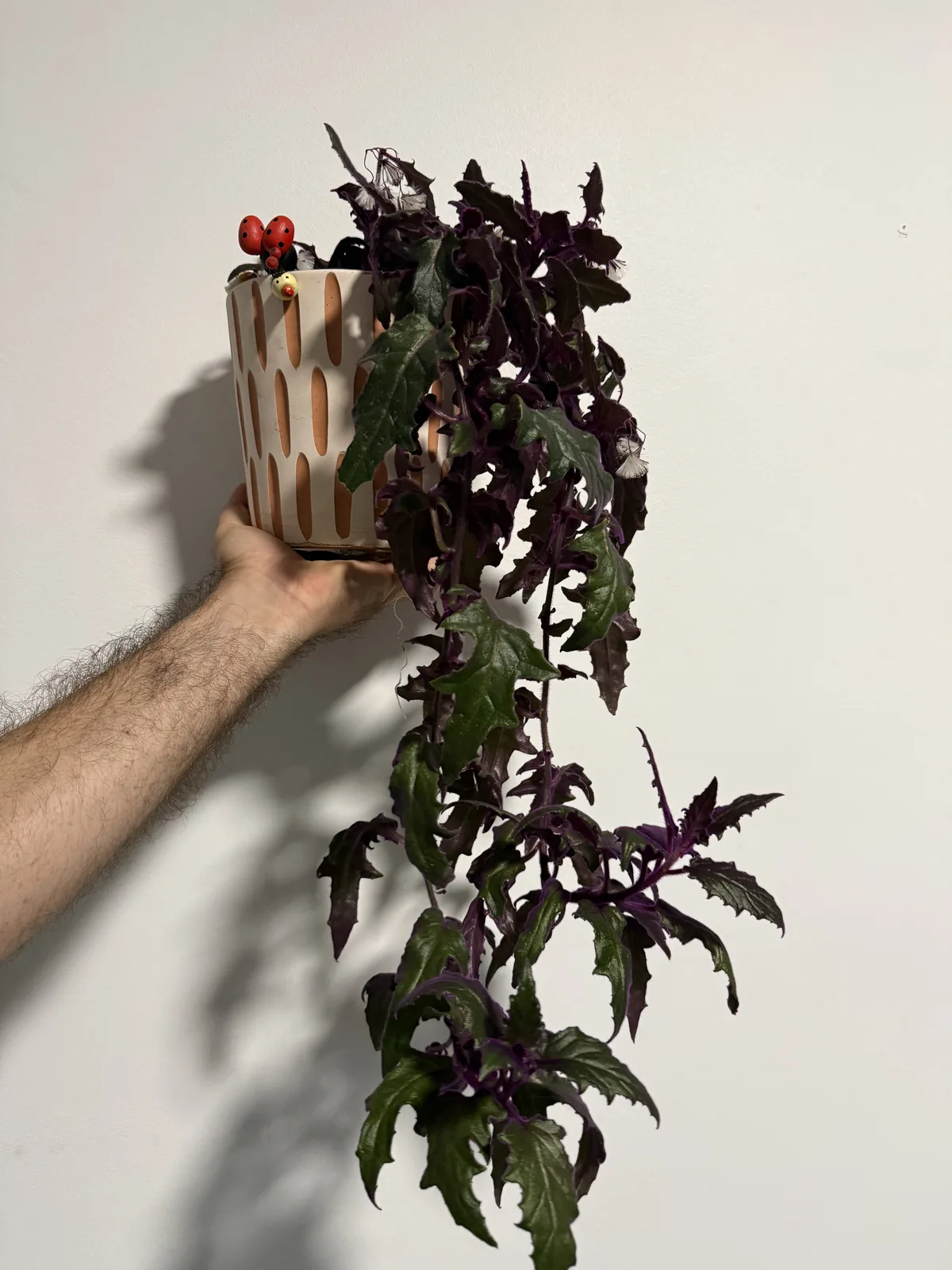 A trailing plant in a glazed ceramic pot against a plain wall