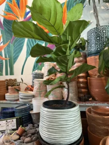 Unique plant pots on the shelves at DH Garden Centre in Kitsilano.
