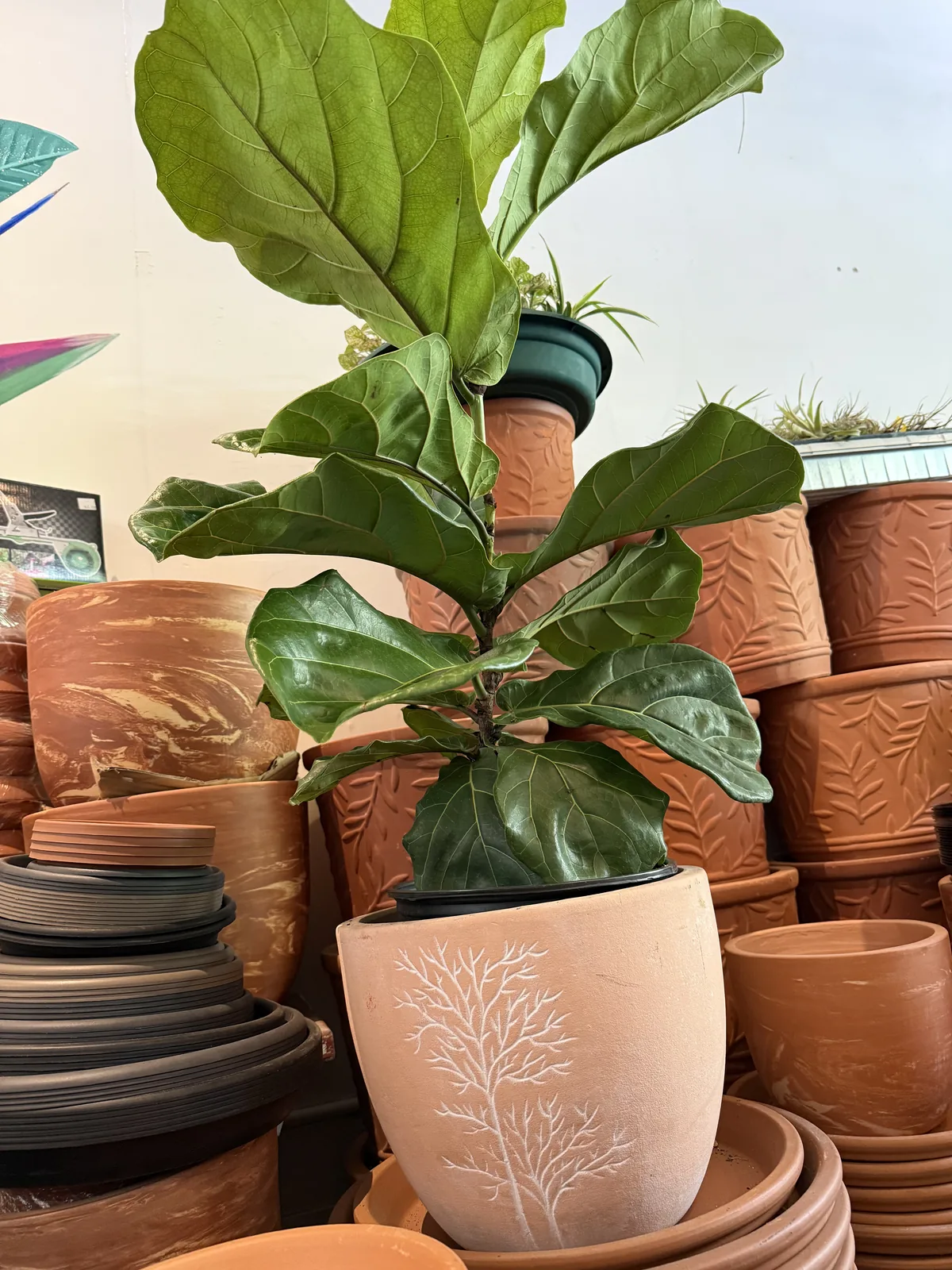 Terracotta plant pots in three sizes on the shop floor in Kitsilano