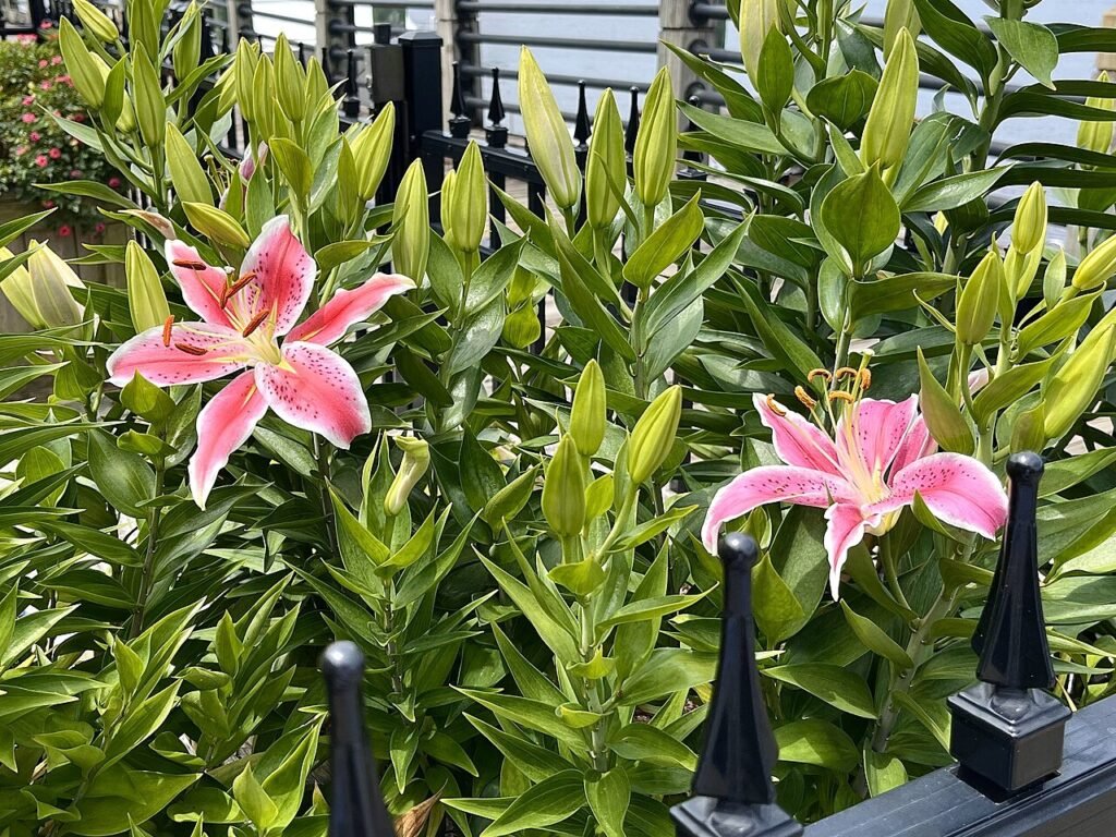 Stargazer lilies in bloom in a garden bed