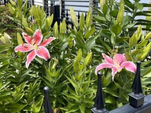Stargazer lilies in bloom in a garden bed