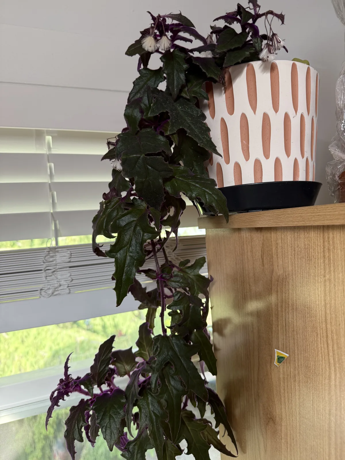 A trailing plant in a patterned ceramic pot on a windowsill