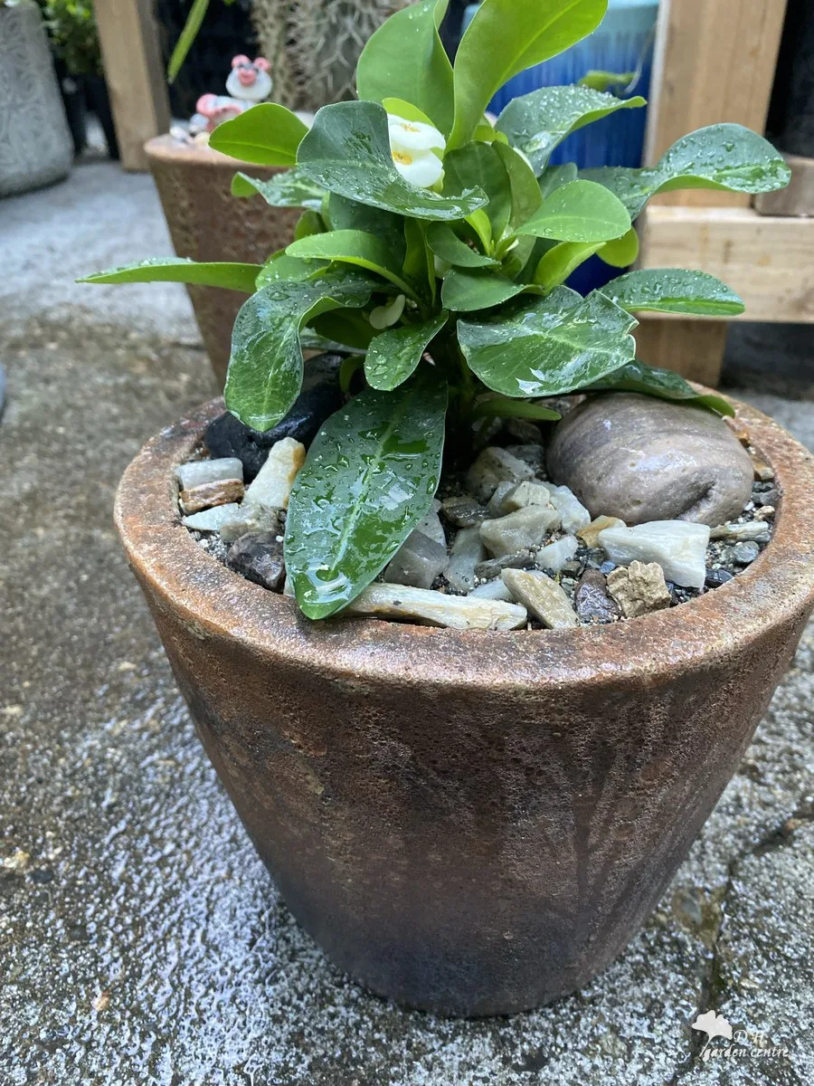 Handmade glazed ceramic pot chosen by hand in Vietnam, at DH Garden Centre