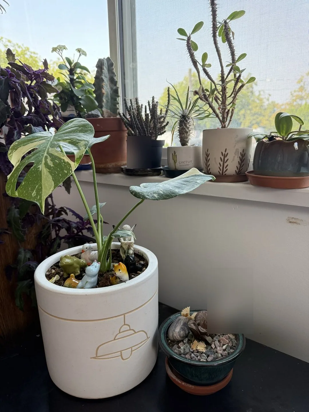 Variegated monstera in a handmade white glazed pot by the window at DH Garden Centre in Kitsilano