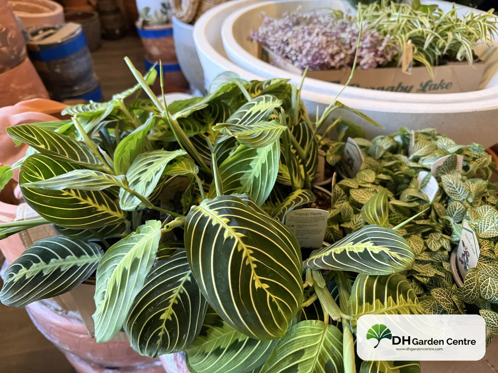 Prayer plant (Maranta) leaves at DH Garden Centre, listed non-toxic to cats and dogs by the ASPCA